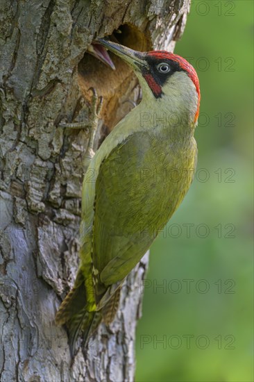 European green woodpecker