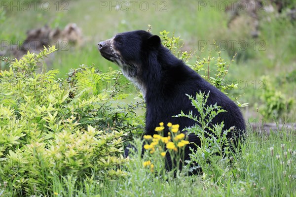 Spectacled bear