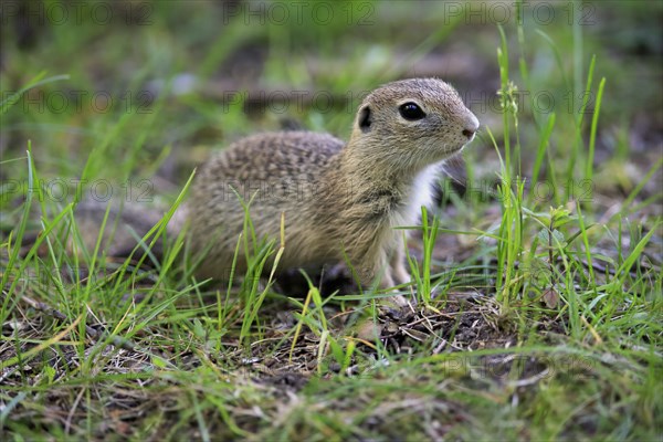 European ground squirrel