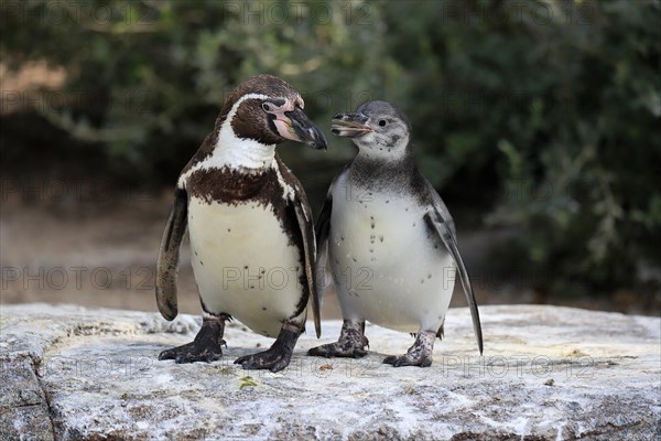 Humboldt penguin