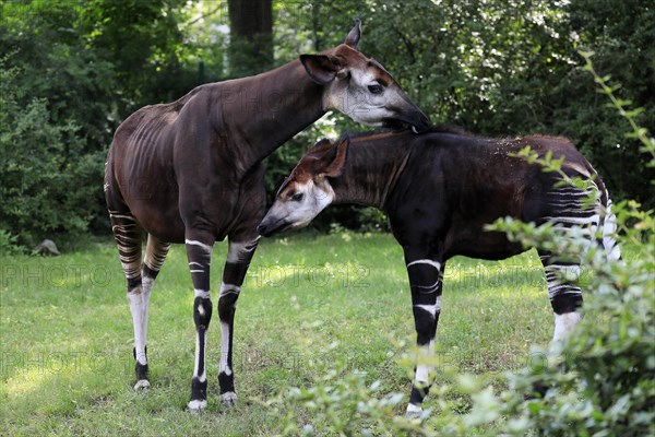 Okapi