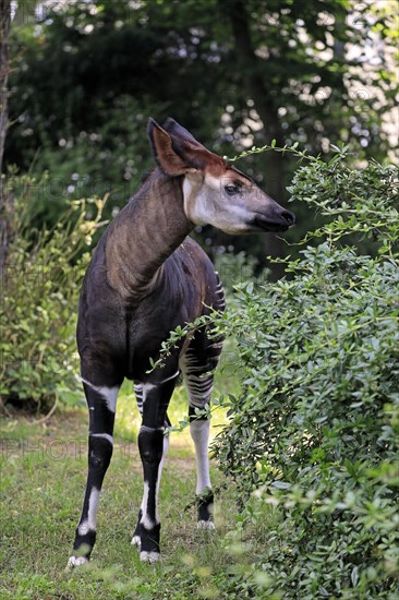 Okapi