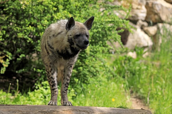 Striped hyena