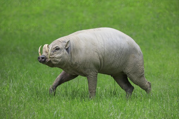 North sulawesi babirusa