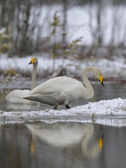 Whooper Swan