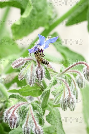 Borage