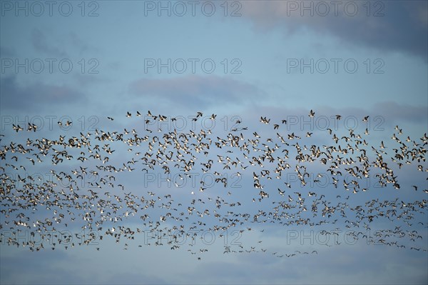 Bird migration of Canada geese