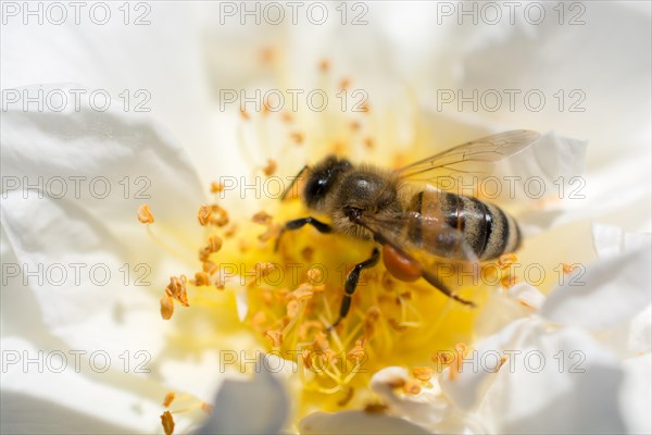 Bee is feeding on a beautiful colorful Flower pollen