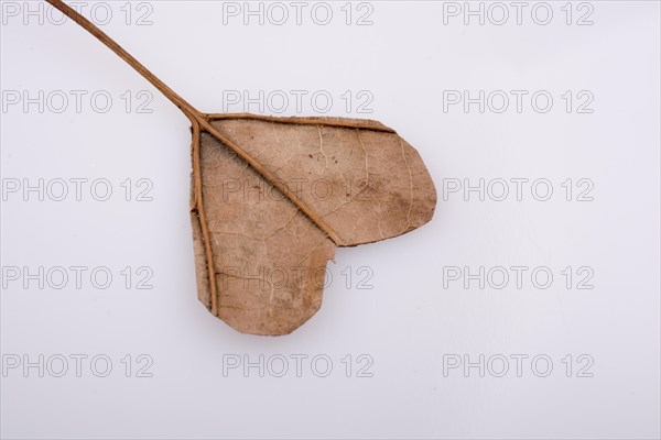 Heart shape cut leaf on a notebook on a white background