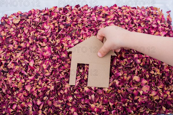 Hand holding Paper house on dry rose petals