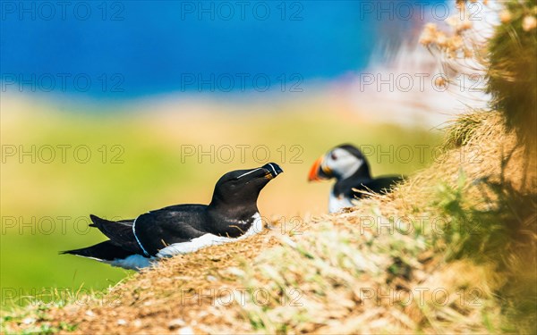 Razorbill