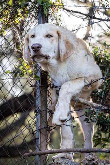 Mixed breed dog behind bars
