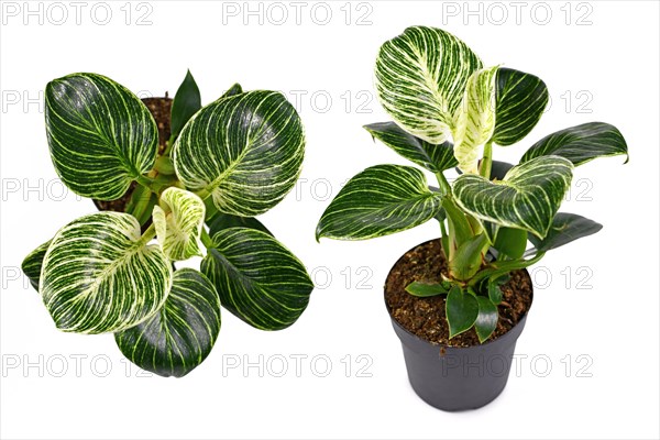 Tropical Philodendron Birkin plant with white stripes on green leaves