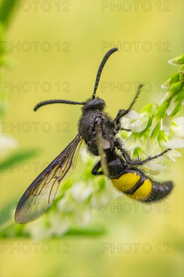 Bristly dagger wasp