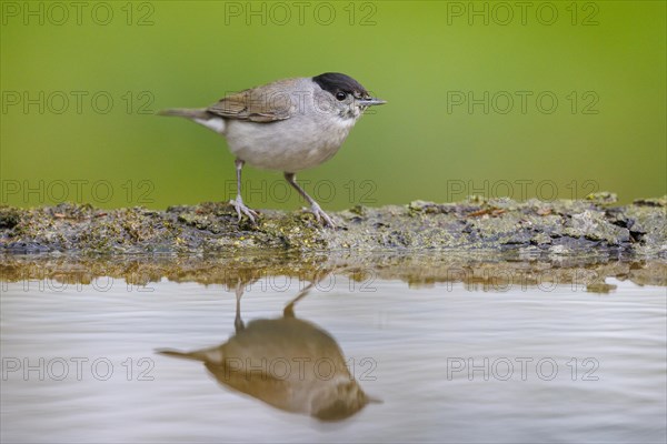 Blackcap