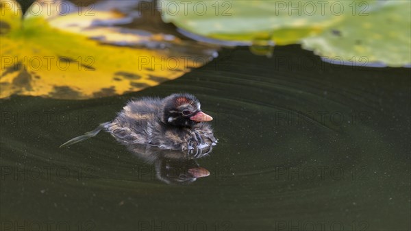 Little Grebe