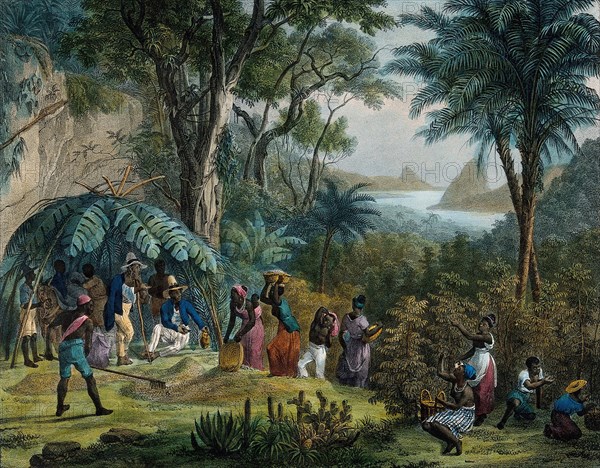 Indian workers harvesting coffee on a coffee plantation