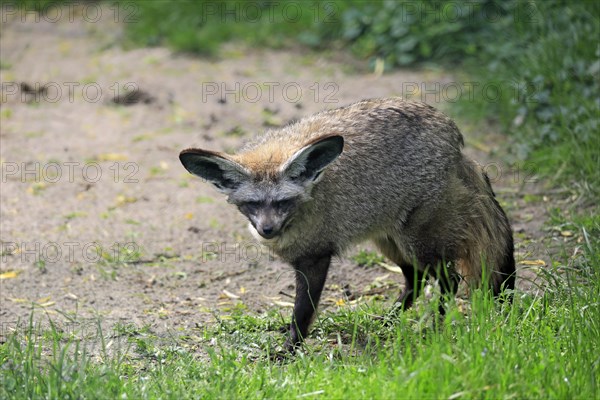 Bat-eared fox