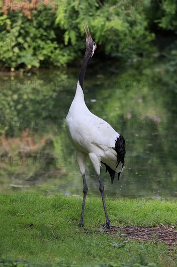 Red-crowned crane