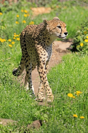 Cheetah