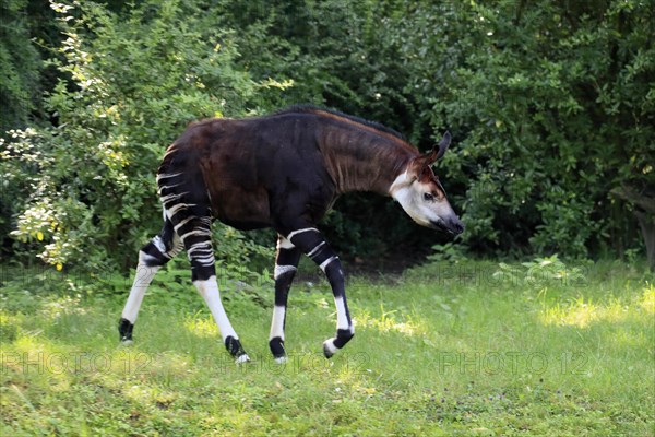 Okapi