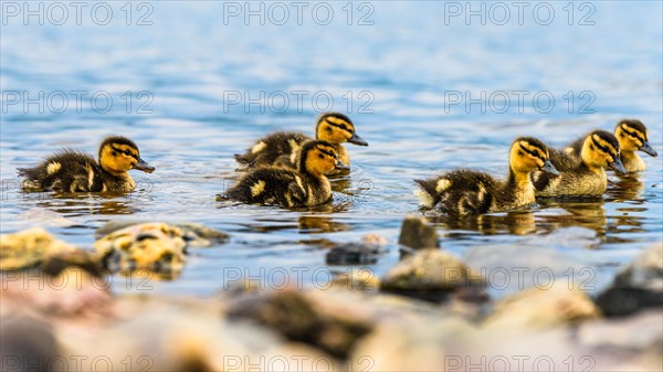 Nestlings of Mallard Duck