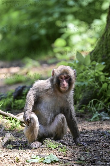 Japanese macaque