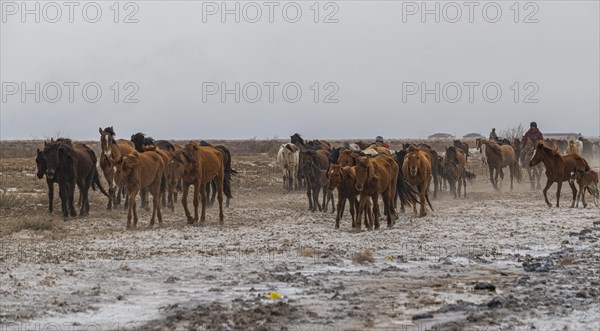 Horse carawan near Aralsk