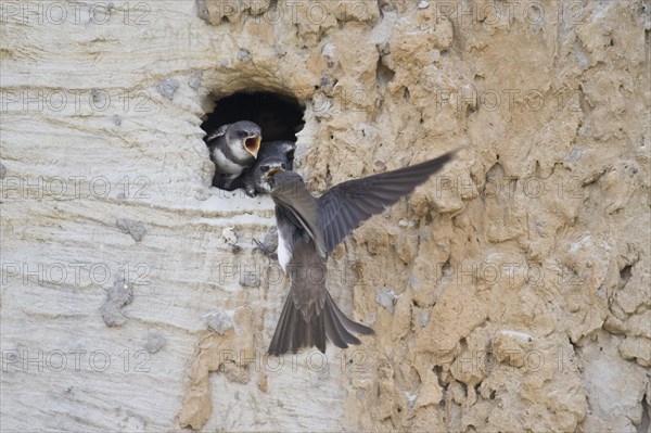 Sand martins