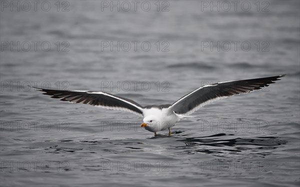 Great black-backed gull