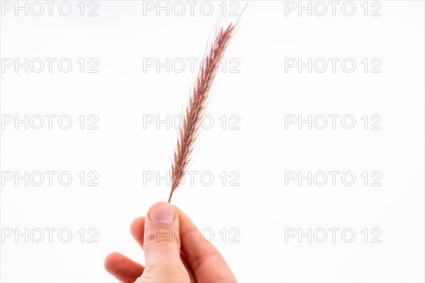 Hand holding a wheat on a white background