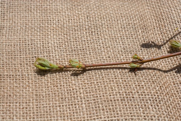 Green leaves placed on linen canvas