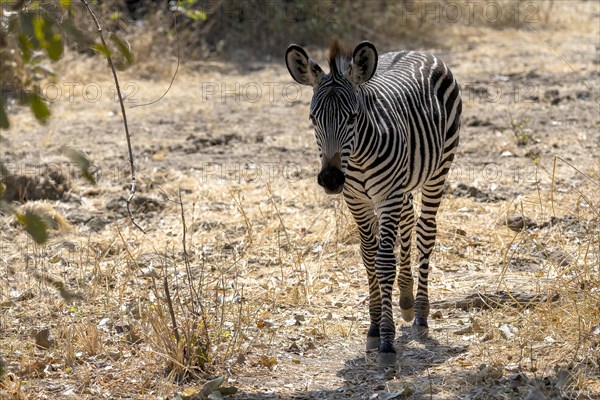 Plains Zebra of the subspecies crawshay's zebra