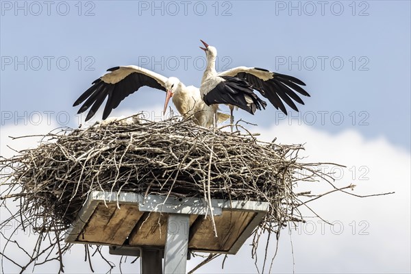 Breeding stork