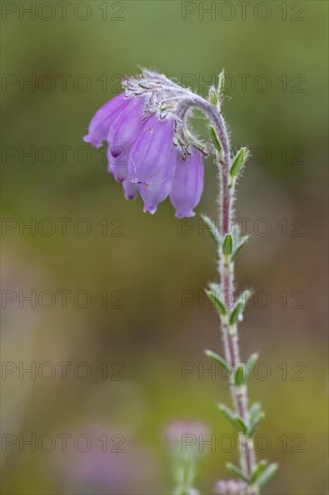 Cross-leaved heath