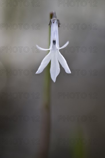 Water lobelia