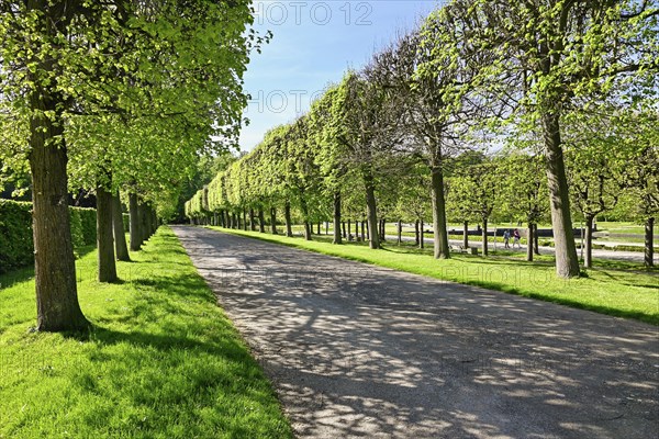 Pruned trees in Bruehl Palace Park