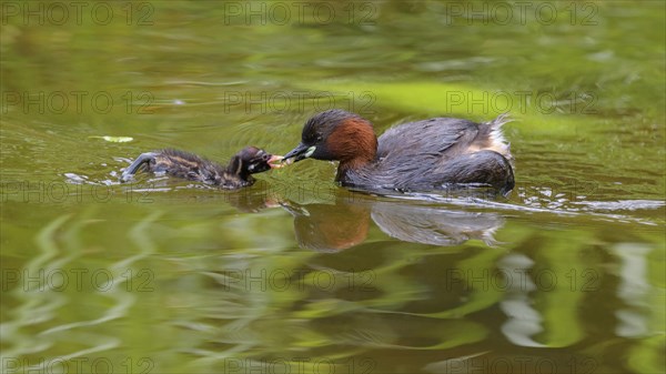 Little Grebe