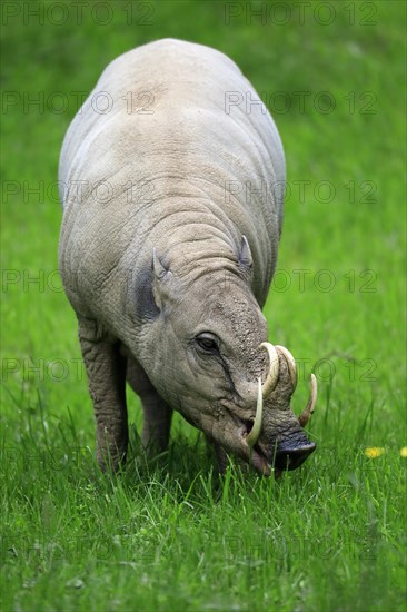 North sulawesi babirusa