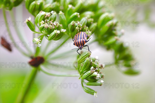 Scottish motherwort with striped bug