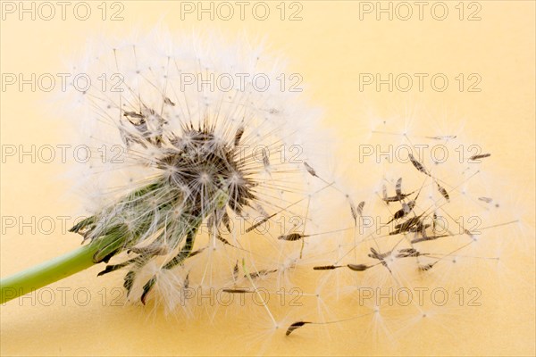 White Dandelion flower blown on yellow background