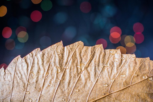 Dry leaf on a bokeh lighton a dark background