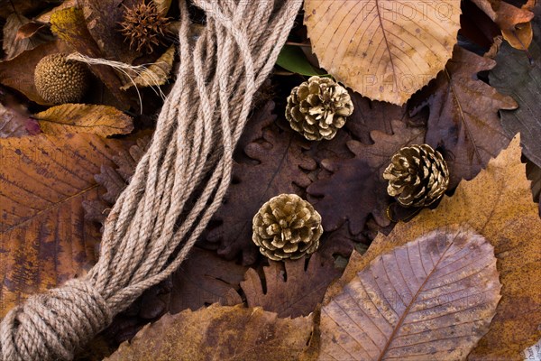 Pine cones and a rope placed on a background covered with dry leaves