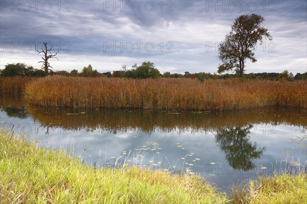 Autumn in the floodplain