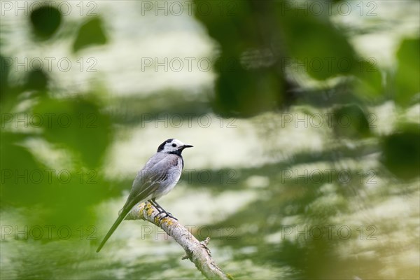 White wagtail