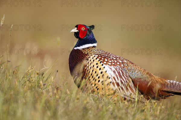 Pheasant