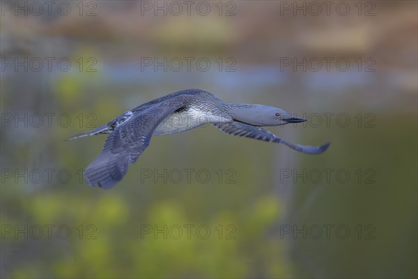 Red-throated diver