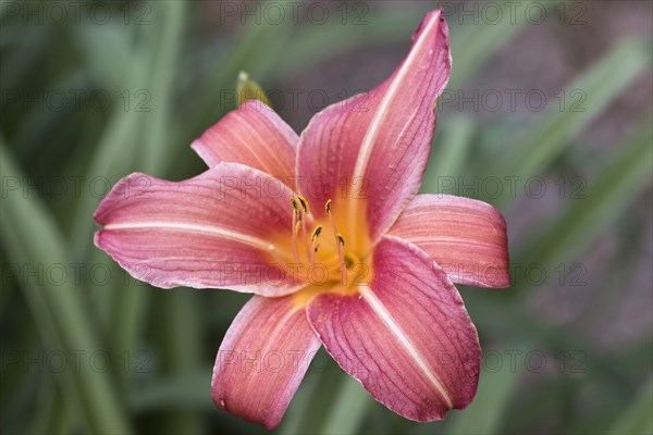 Daylily