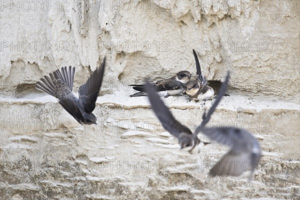 Sand martins