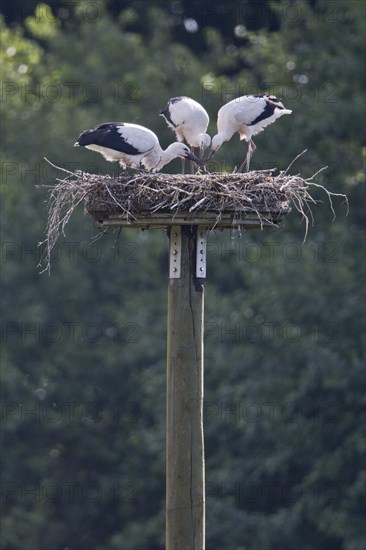 Young white storks